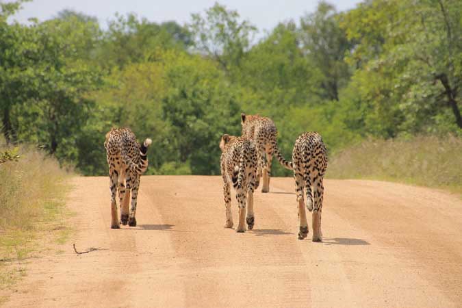 Un safari en Afrique du Sud: une exprience indite
